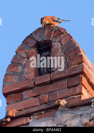 Tawny Owl in chimney alcove being mobbed by a Jay; Sigishoara, Romania. Stock Photo