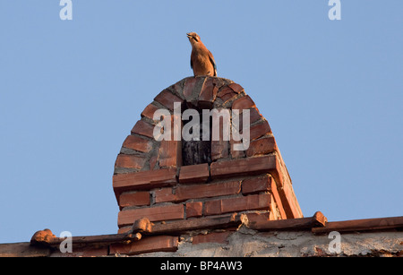 Tawny Owl in chimney alcove being mobbed by a Jay; Sigishoara, Romania. Stock Photo