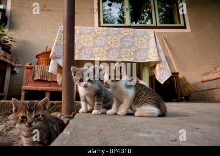 Kittens playing in saxon village courtyard, Romania. Stock Photo