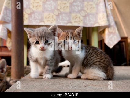Kittens playing in saxon village courtyard, Romania. Stock Photo