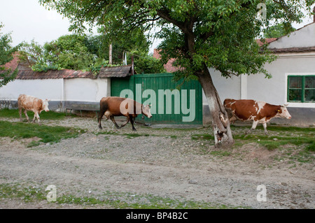 Cattle going home in the village of Viscri, Romania. Stock Photo