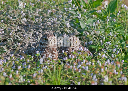 Burrowing Owl: Athene cunicularia. Pair at entrance to burrow. Cape Coral, Florida, USA Stock Photo