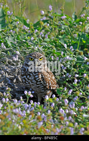 Burrowing Owl: Athene cunicularia. At entrance to burrow. Cape Coral, Florida, USA Stock Photo