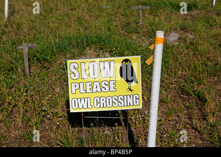 Burrowing Owl: Athene cunicularia. Sign at burrow. Cape Coral, Florida, USA Stock Photo