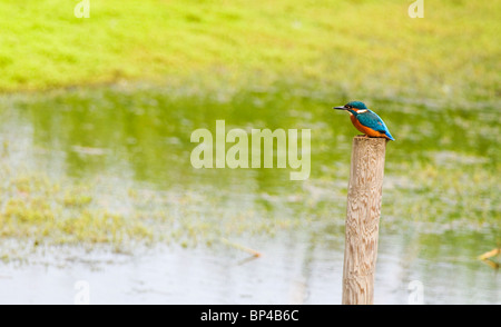 Common Kingfisher perched on wooden post. Stock Photo