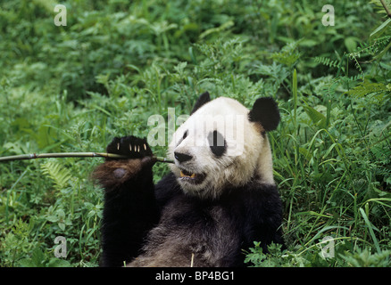 Giant panda lolls to feed Wolong, China, June Stock Photo