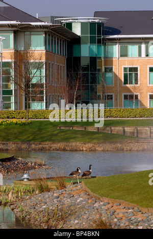 UK, England, Cheshire, Stockport, Cheadle, Cheadle Royal Business Park, Canada Geese on pond Stock Photo