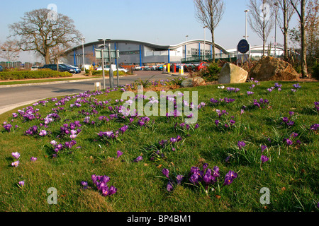 UK, England, Cheshire, Stockport, Cheadle, Cheadle Royal Business Park, springtime, crocus growing on roundabout Stock Photo