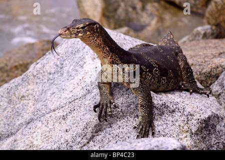 Large Asian Monitor Lizard on rocks with tongue out Stock Photo