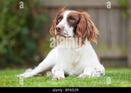 A liver and white English Springer Spaniel working gun dog laying outside on grass Stock Photo