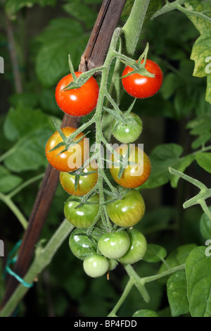 Truss of Gardener's Delight cherry tomatoes growing on the vine in a greenhouse, Epsom Surrey England UK. Stock Photo