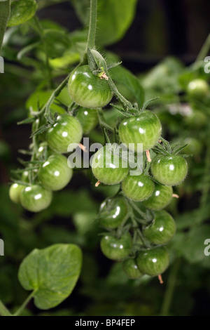 Truss of Gardener's Delight cherry tomatoes growing on the vine in a greenhouse, Epsom Surrey England UK. Stock Photo