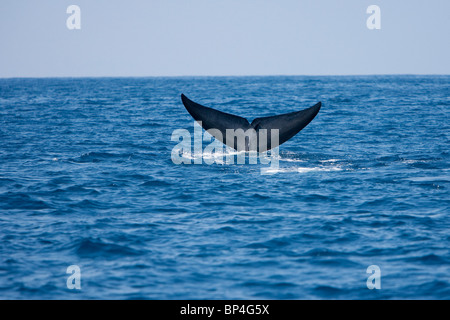 Pygmy Blue Whale, Balaenoptera musculus brevicaudae Blauwal Sri Lanka Dondra Head, fluking with remora attached to tail Stock Photo