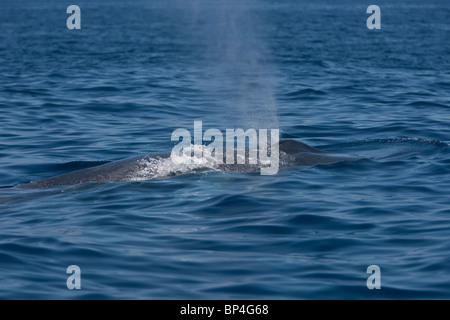 Pygmy Blue Whale, Balaenoptera musculus brevicaudae Blauwal Sri Lanka Dondra Head, blowing Stock Photo