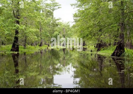 Trees and swampland in Lake Martin, part of the Cypress Island Preserve, on the western edge of the Atchafalaya swamp, near Lafayette Louisiana. Stock Photo