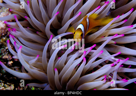 Clown anemonefish, Amphiprion percula, Tuamotus, French Polynesia, Pacific Ocean