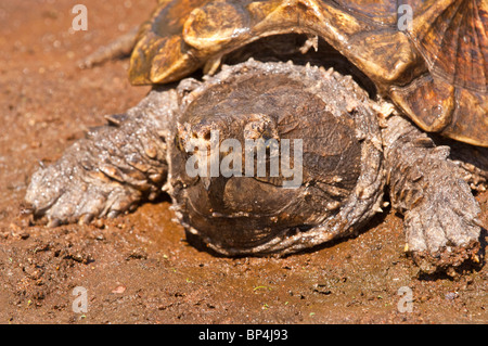 Alligator snapping turtle, Macrochemys temminckii, native to southern US waters Stock Photo