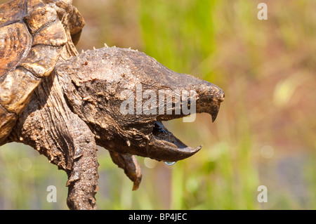 Alligator snapping turtle, Macrochemys temminckii, native to southern US waters Stock Photo