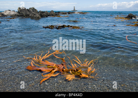 Seaweed on beach and Karori Rock Lighthouse, south coast, Wellington, North Island, New Zealand Stock Photo