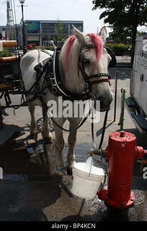 white horse drinking water street Stock Photo