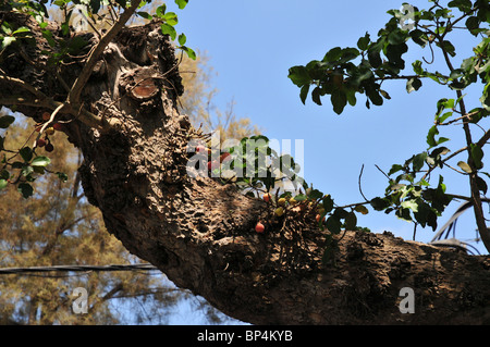 Israel, Tel Aviv, King George street, 5 ancient Sycamore trees (Ficus sycomorus) in urban environment, Stock Photo