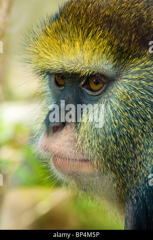 Cercopithecus Lowe Ii Lowe’s Guenon Cercopithecus campbelli Stock Photo - Alamy