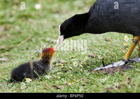 A mother Coot (Fulica Atra) feeds her young in West Sussex. Jack Moon Photography Stock Photo