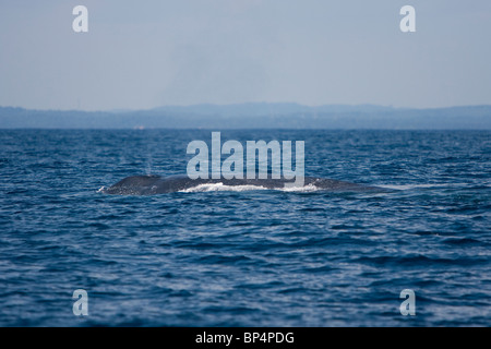 Pygmy Blue Whale, Balaenoptera musculus brevicaudae Blauwal Sri Lanka Dondra Head blowing Stock Photo