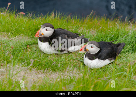 Puffins (Fractercula artica) Shetland Stock Photo
