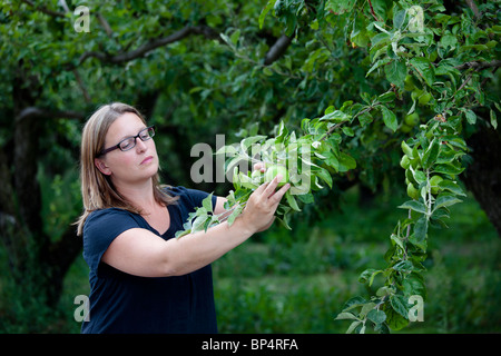 Young woman choosing and picking apples from a tree Stock Photo