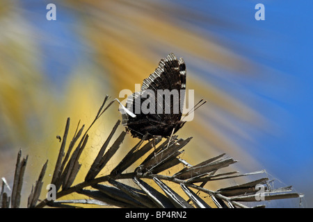 Camberwell Beauty Butterfly (Nymphalis antiopa) - aka Mourning Cloak Stock Photo