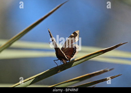 Camberwell Beauty Butterfly (Nymphalis antiopa) - aka Mourning Cloak Stock Photo