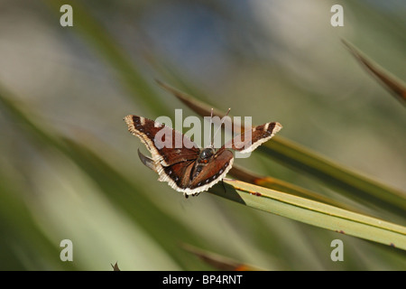 Camberwell Beauty Butterfly (Nymphalis antiopa) - aka Mourning Cloak Stock Photo