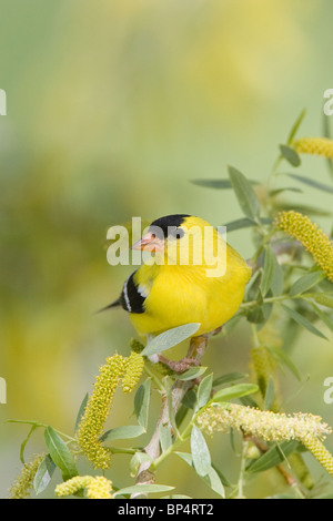 American Goldfinch perched in Willow Tree - Vertical Stock Photo