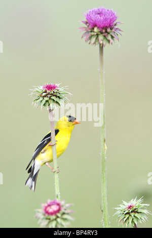 American Goldfinch perched in Thistle Blossoms - Vertical Stock Photo