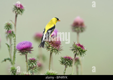 American Goldfinch perched in Thistle Blossoms Stock Photo