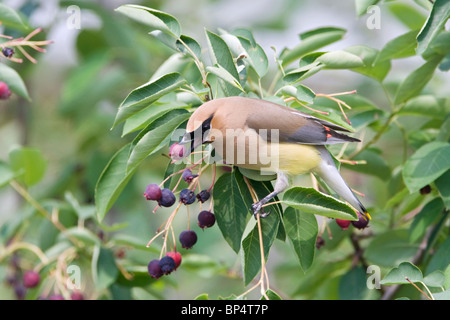 Cedar Waxwing eating Serviceberry Stock Photo