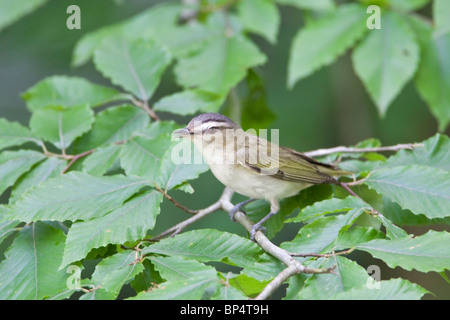 Red-eyed Vireo perched in Beech Tree Stock Photo