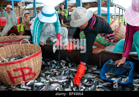 Women sorting fish in the floating village near Kompong Chnang in Cambodia Stock Photo