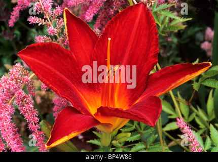 Hemerocallis 'Chicago Fire' day lily lilies red crimson scarlet flower flowers garden plant plants Stock Photo