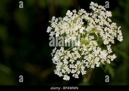 Lepidium draba L. (formerly known as Cardaria draba) White Weed (Hoary Cress) - is a weed found in North America. Stock Photo