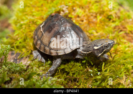 Common musk turtle, stinkpot, Sternotherus odoratus, native to southeastern Canada and eastern United States Stock Photo