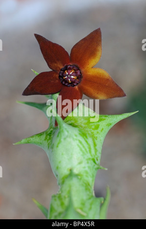 Orbea commutata, syn. Caralluluma sprengeri flower Stock Photo