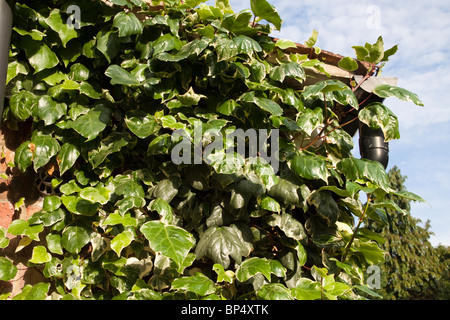 A kitchen wall covered in ivy growing over, and blocking, a gas boiler flue Stock Photo