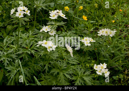 Narcissus-flowered Anemone in flower, swiss alps. Stock Photo