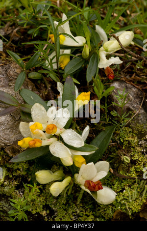 Shrubby Milkwort, Polygala chamaebuxus in flower, Swiss Alps. Stock Photo