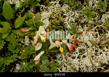 Shrubby Milkwort, Polygala chamaebuxus in flower, Swiss Alps. Stock Photo