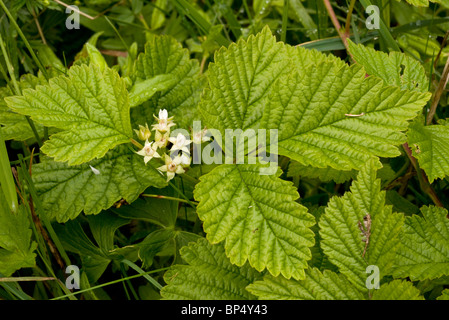 Stone Bramble Rubus saxatilis in flower. Stock Photo