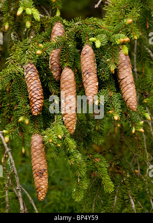 Norway Spruce, Picea abies female cones. Stock Photo