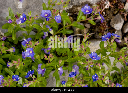 Rock Speedwell, Veronica fruticans in flower, alps; rare in uk. Stock Photo